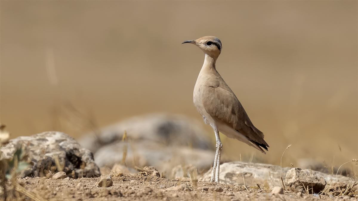 Cream-colored Courser