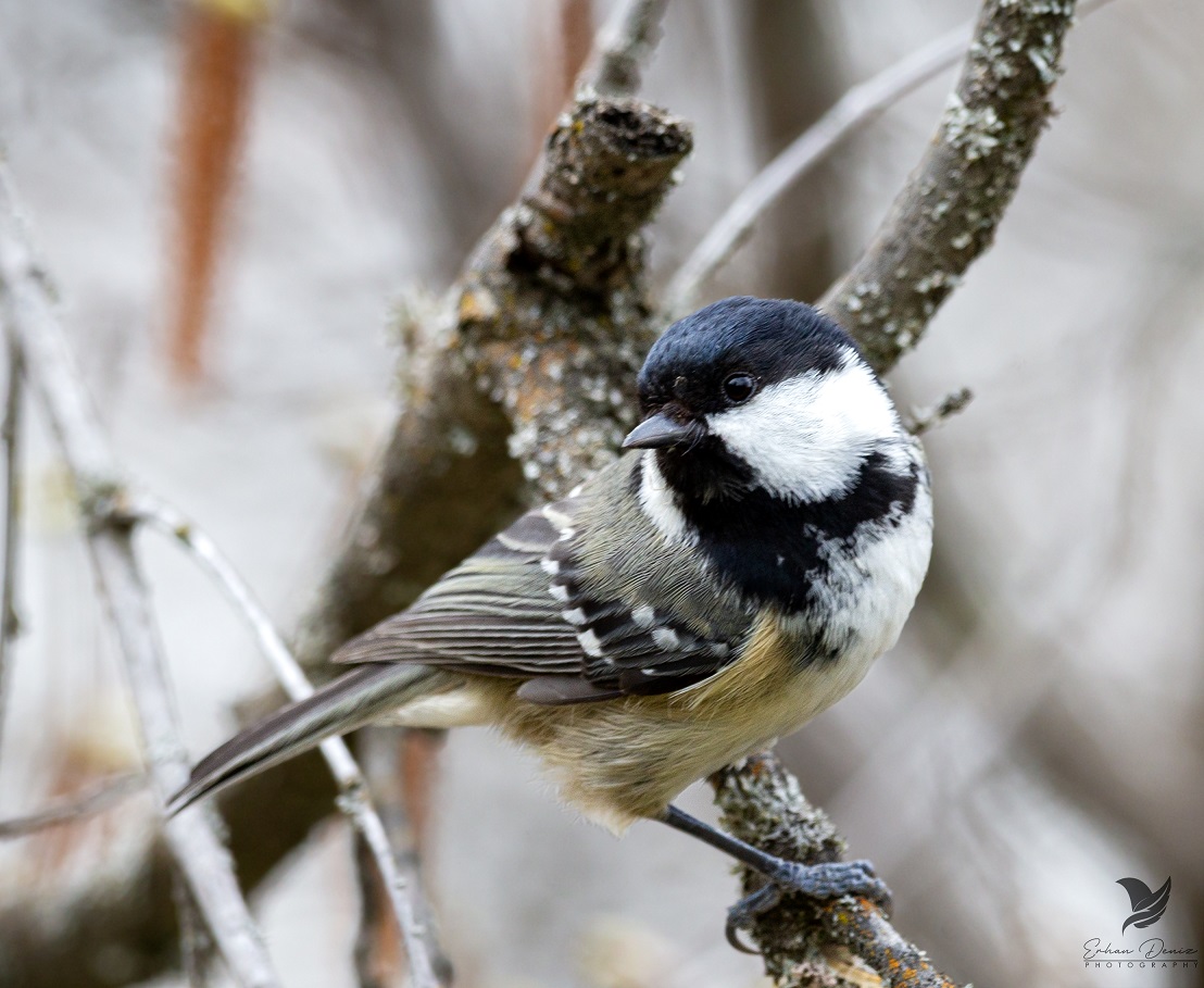 Coal Tit