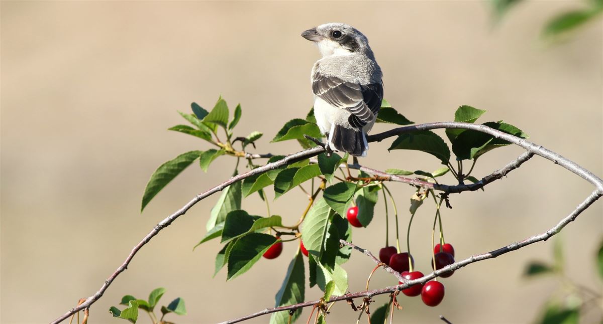 Lesser Grey Shrike