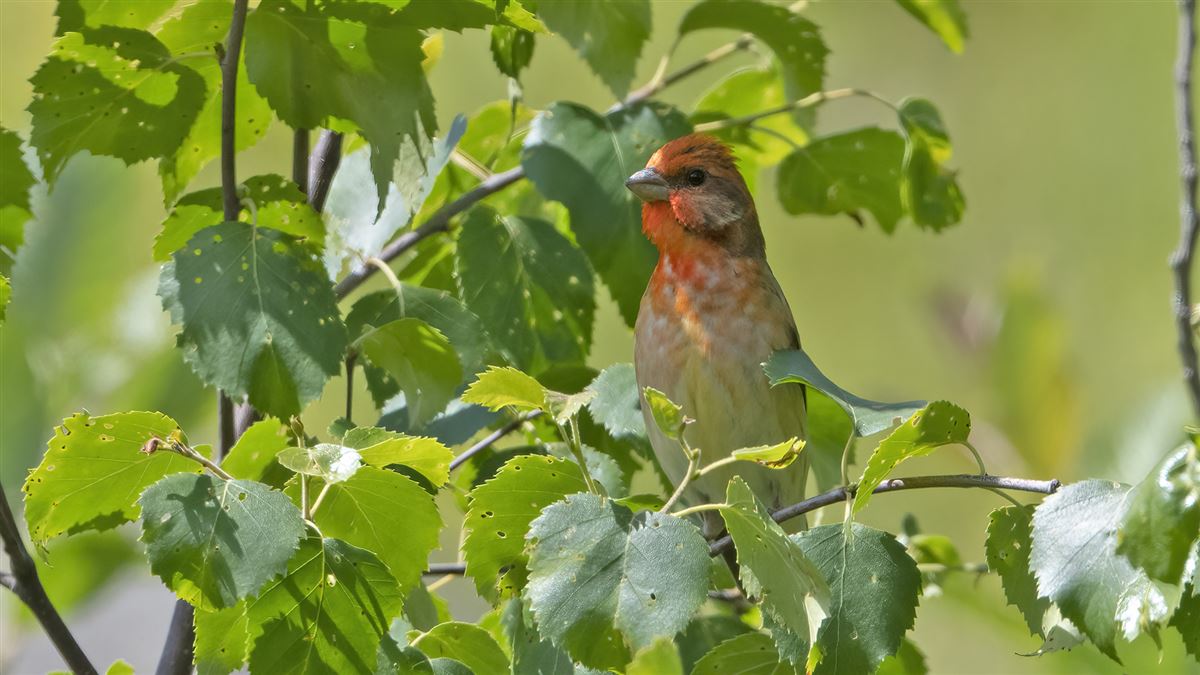 Common Rosefinch
