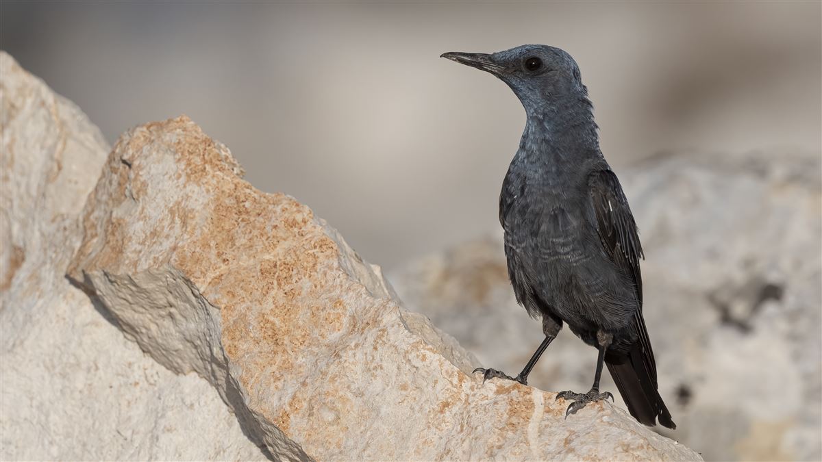 Blue Rock Thrush