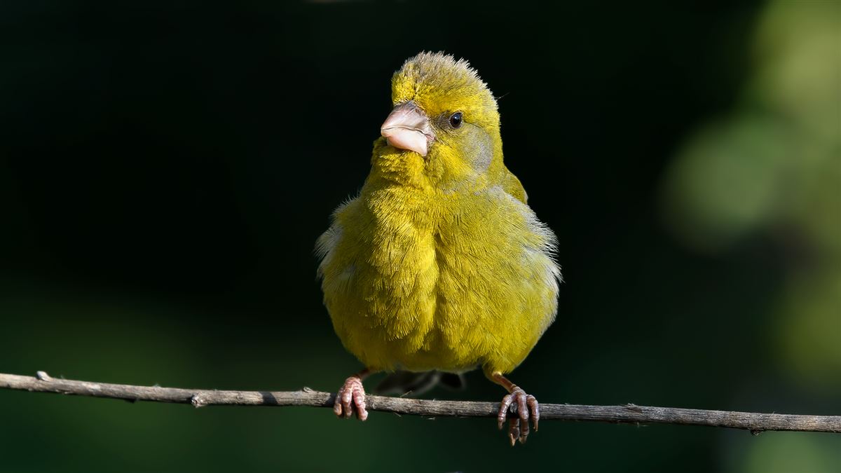 European Greenfinch