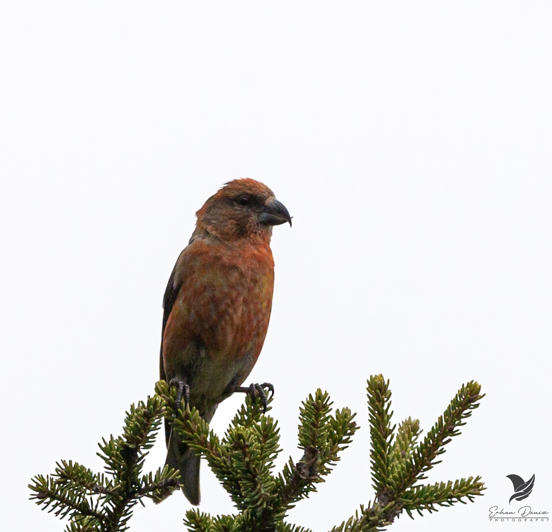Red Crossbill