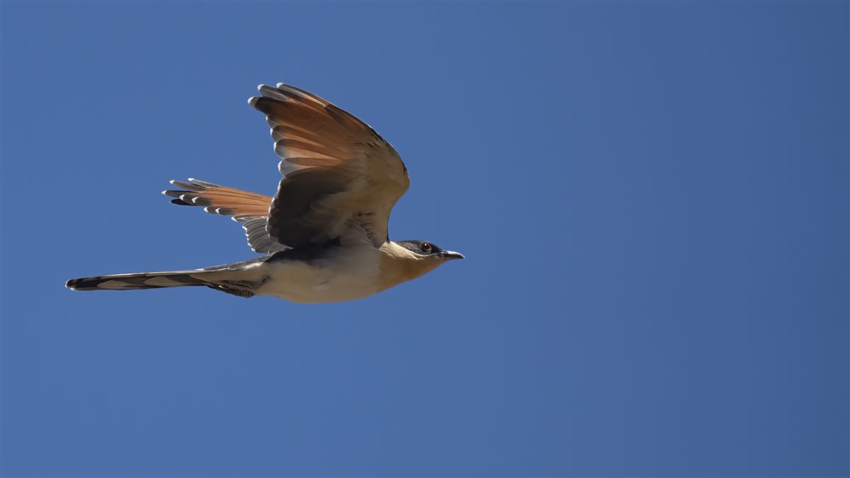 Great Spotted Cuckoo