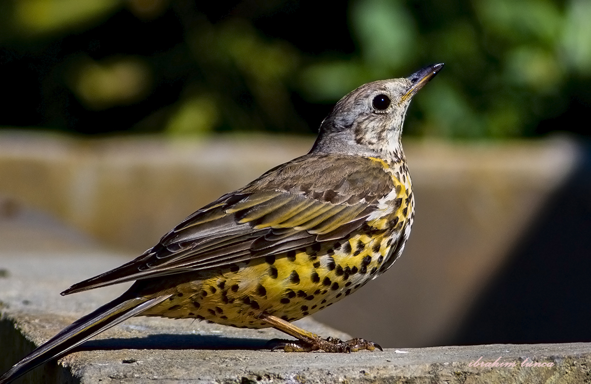 Mistle Thrush
