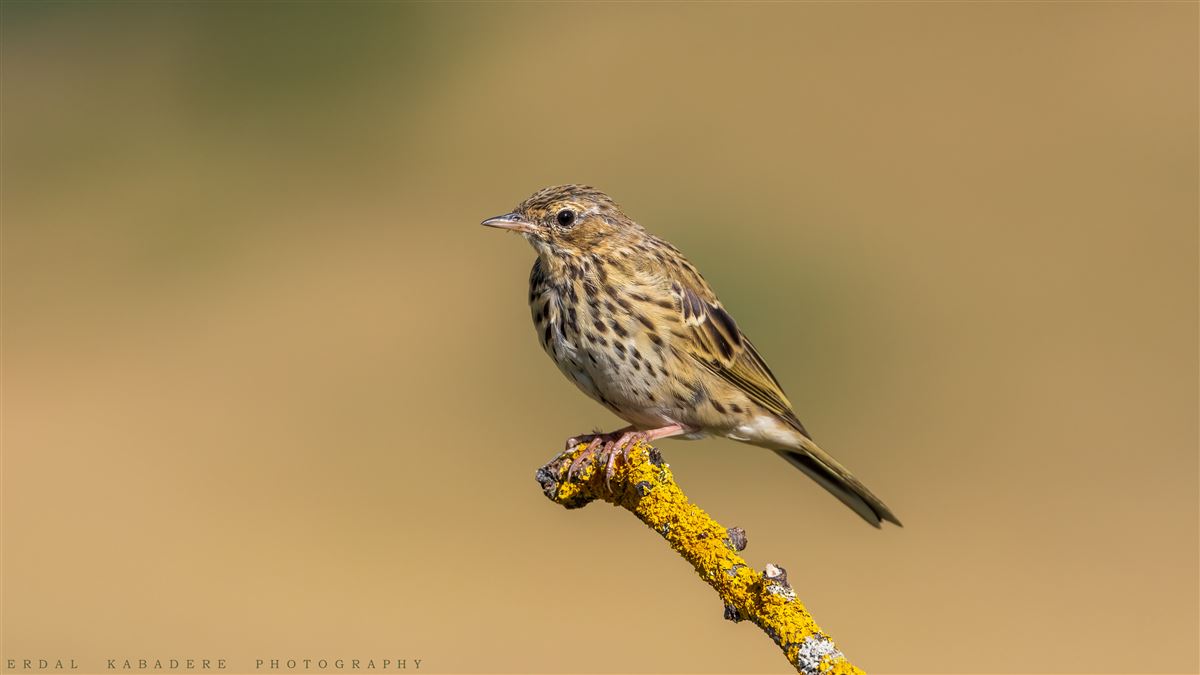 Tree Pipit