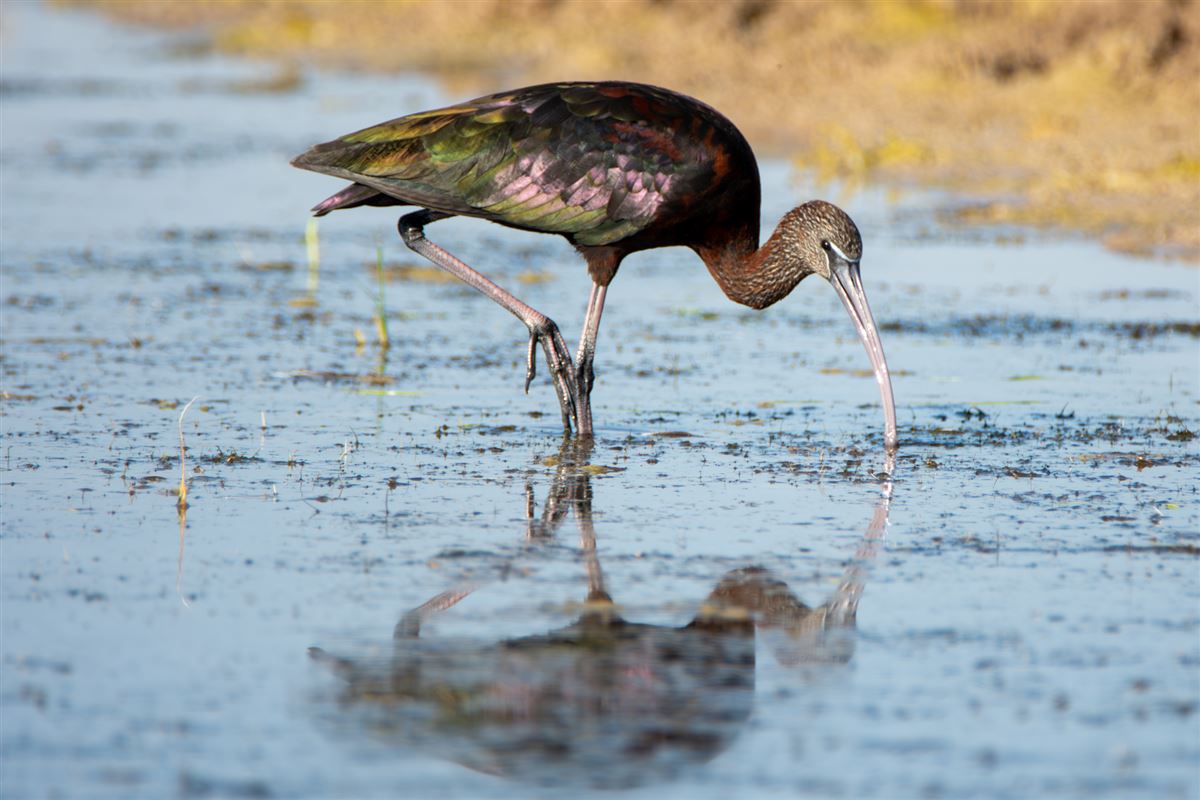 Glossy Ibis