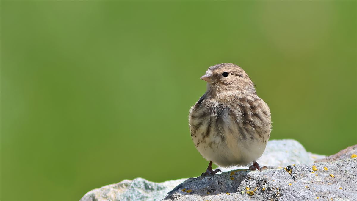 Twite