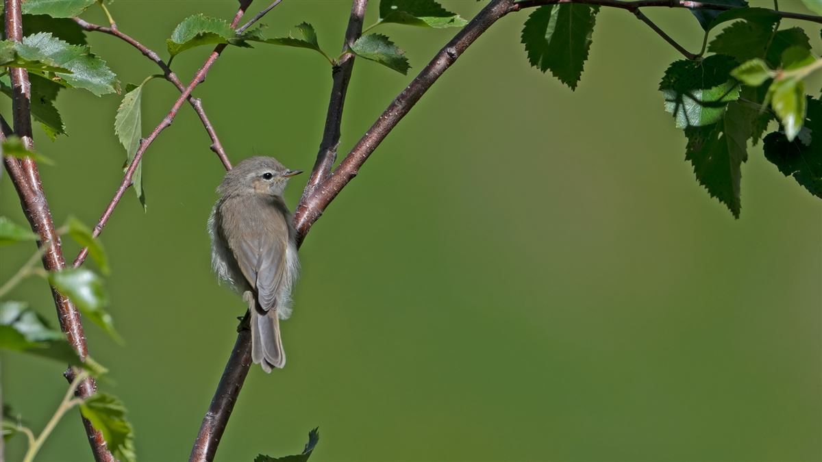 Mountain Chiffchaff