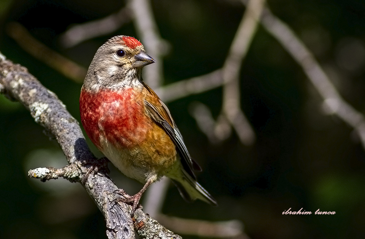 Common Linnet