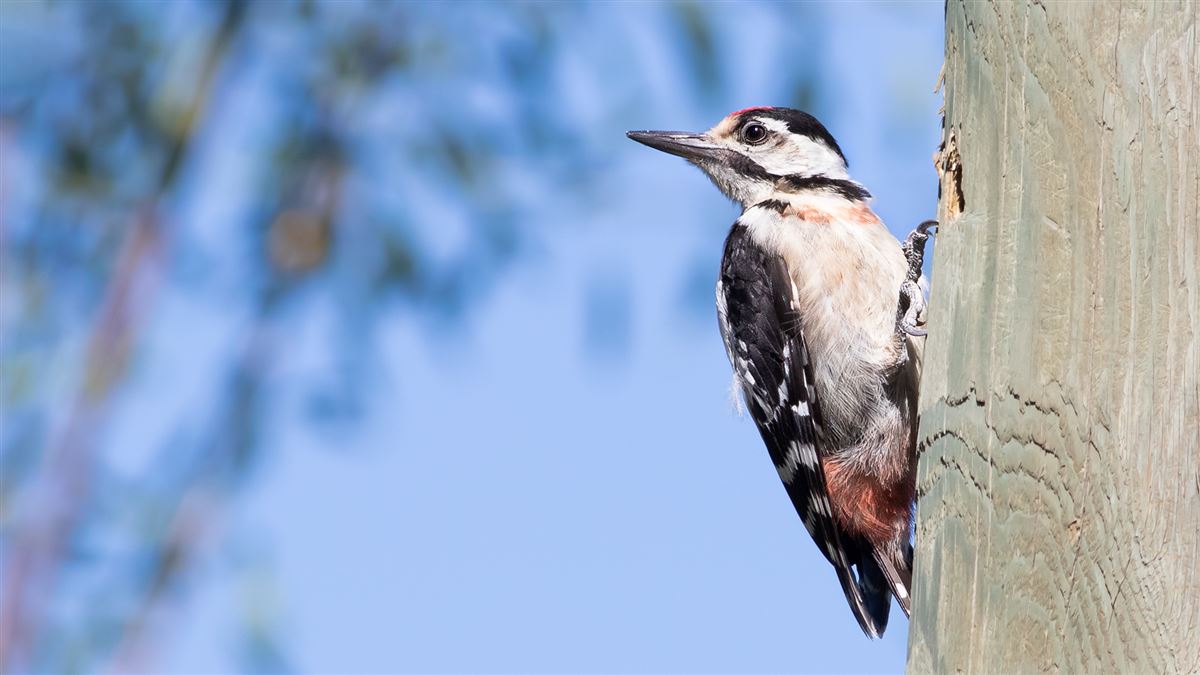 Syrian Woodpecker
