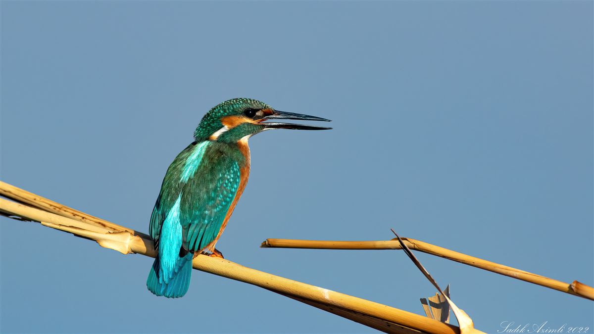 Common Kingfisher