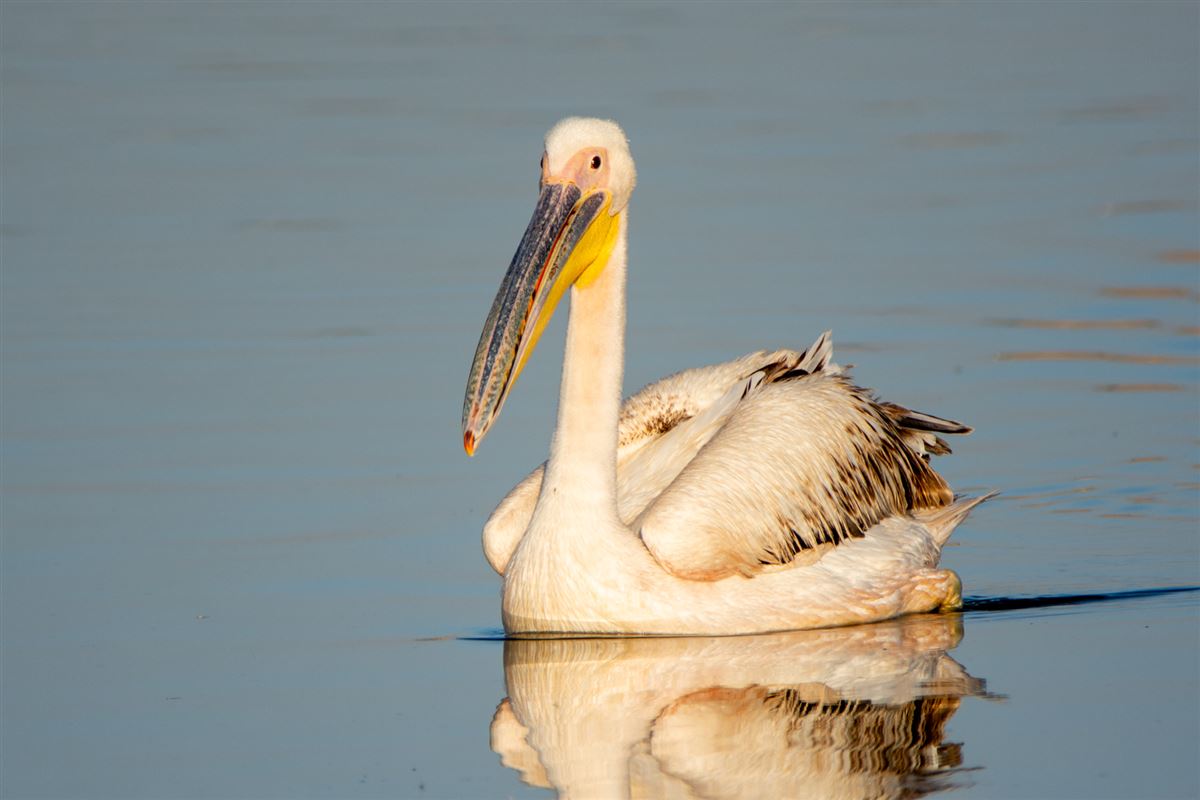 Great White Pelican