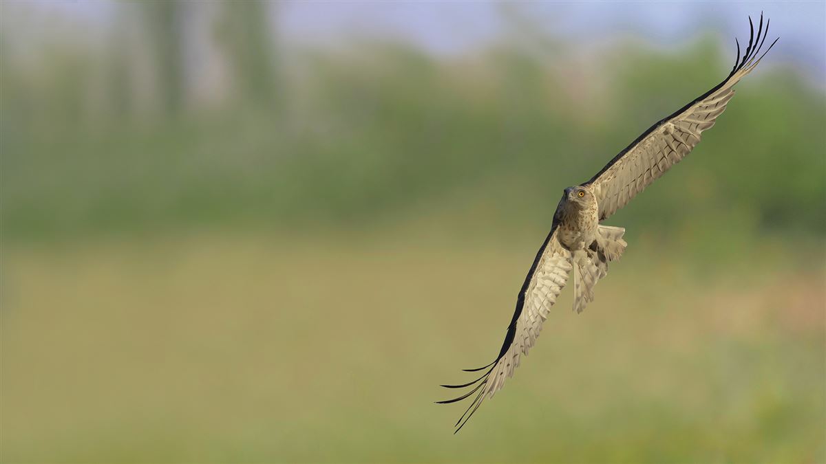 Short-toed Snake Eagle