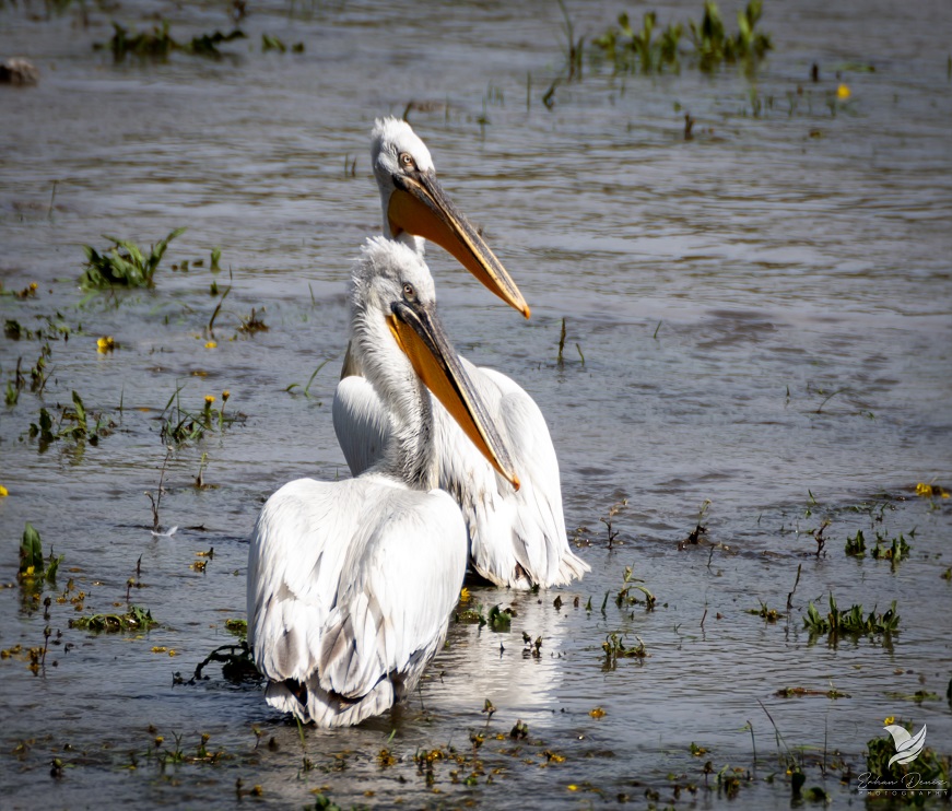 Dalmatian Pelican