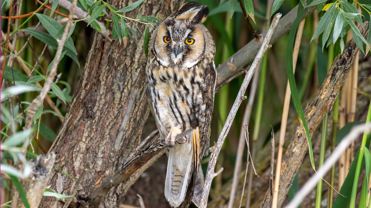 Long-eared Owl