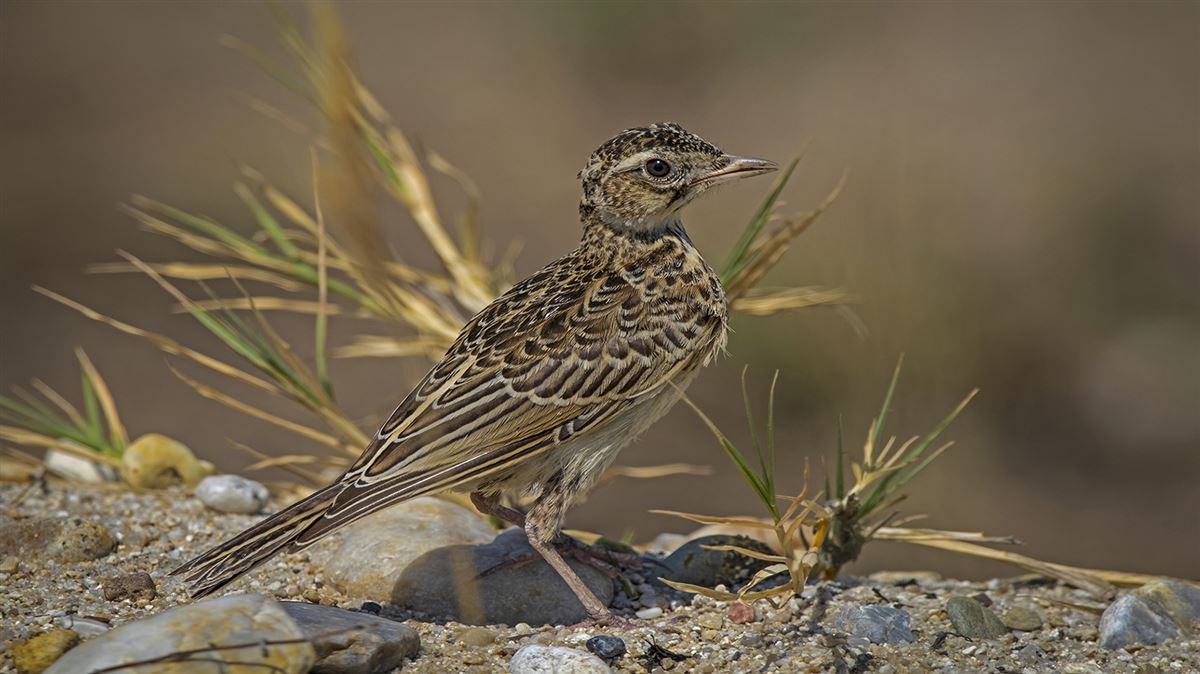 Eurasian Skylark