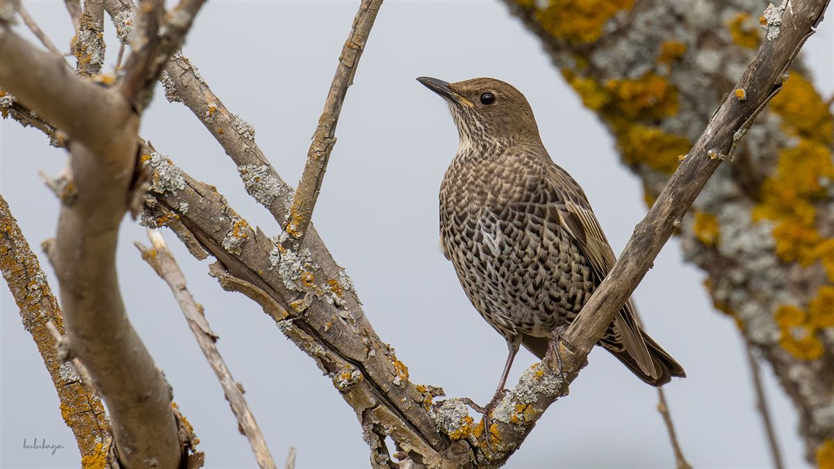 Ring Ouzel