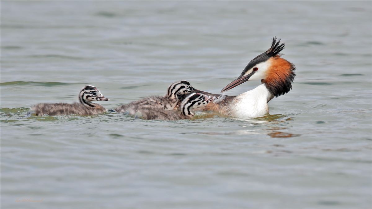 Great Crested Grebe