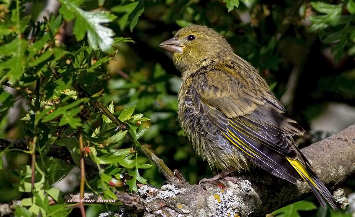 European Greenfinch