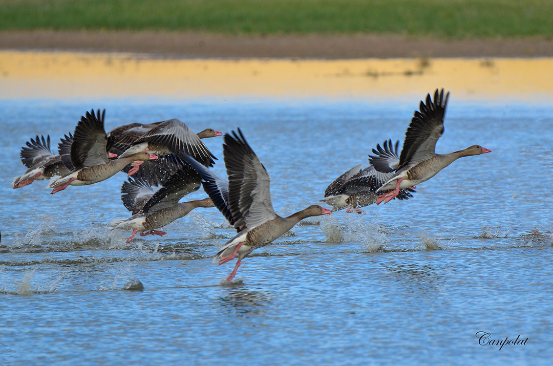 Greylag Goose