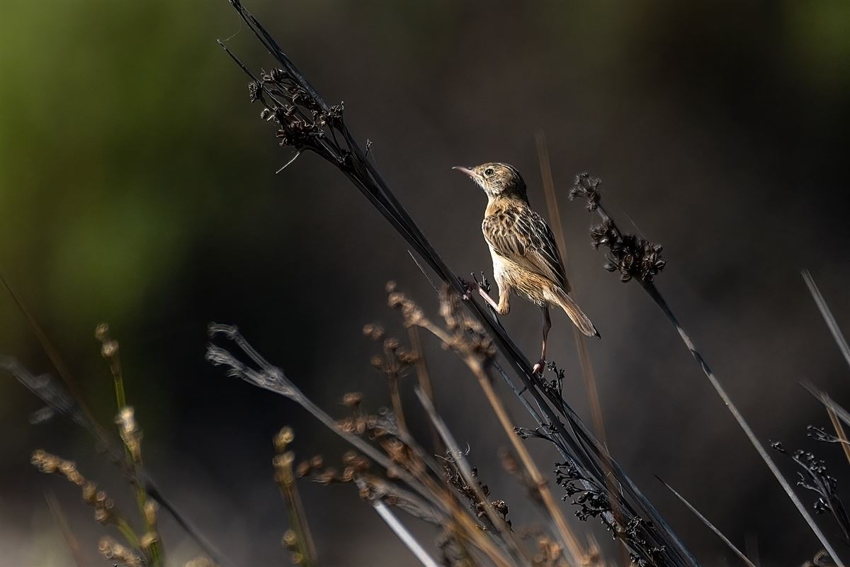 Zitting Cisticola