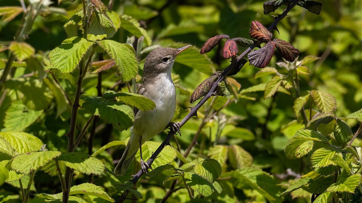 Eastern Olivaceous Warbler