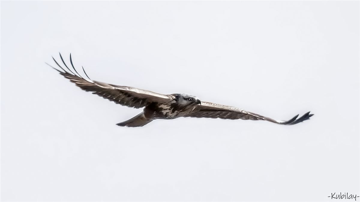 Rough-legged Buzzard
