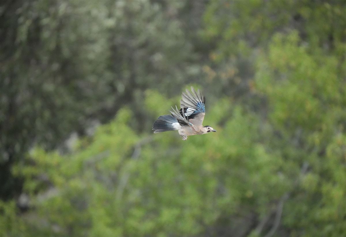 Eurasian Jay