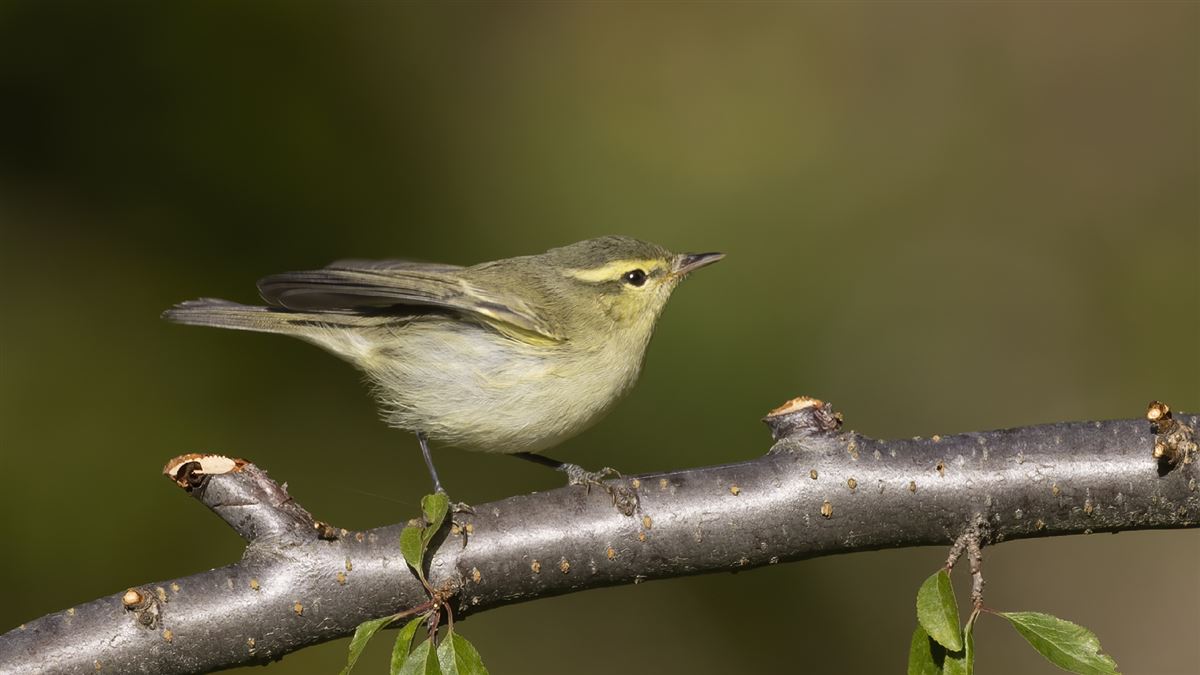 Green Warbler
