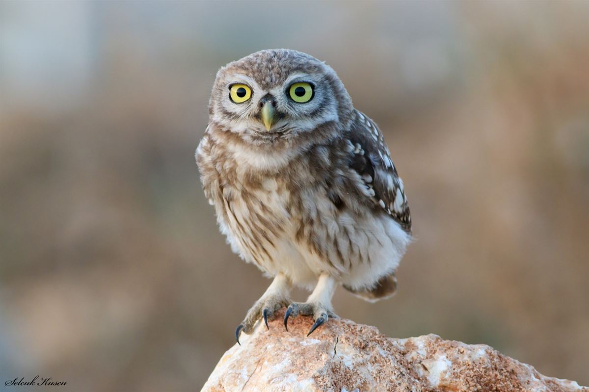 Little Owl