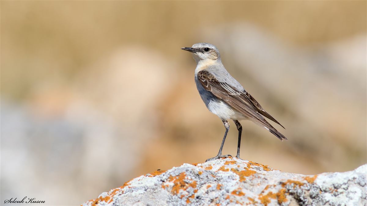 Northern Wheatear
