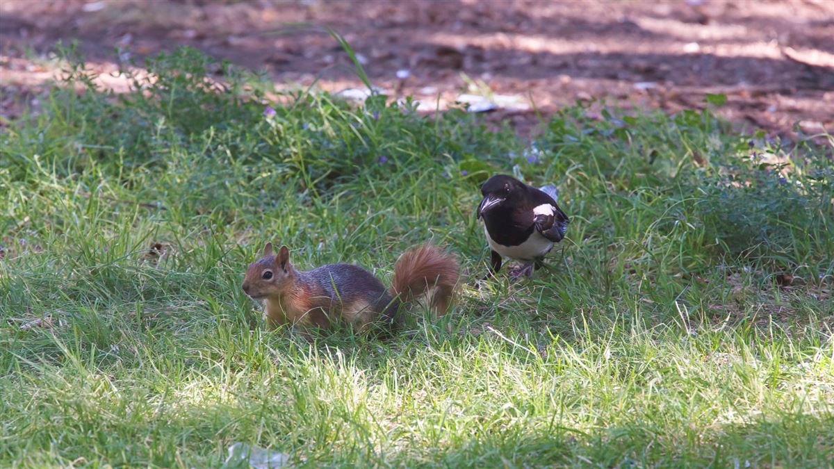 Eurasian Magpie