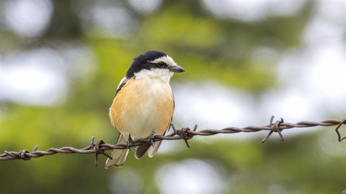 Masked Shrike