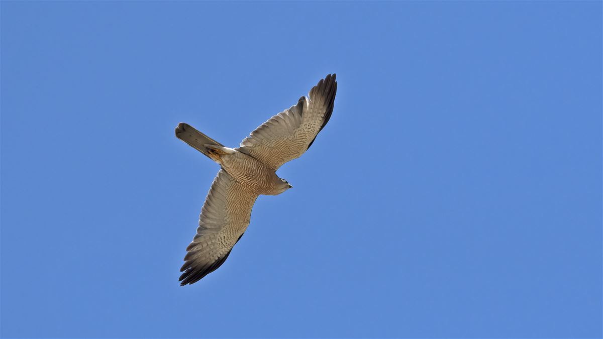 Levant Sparrowhawk