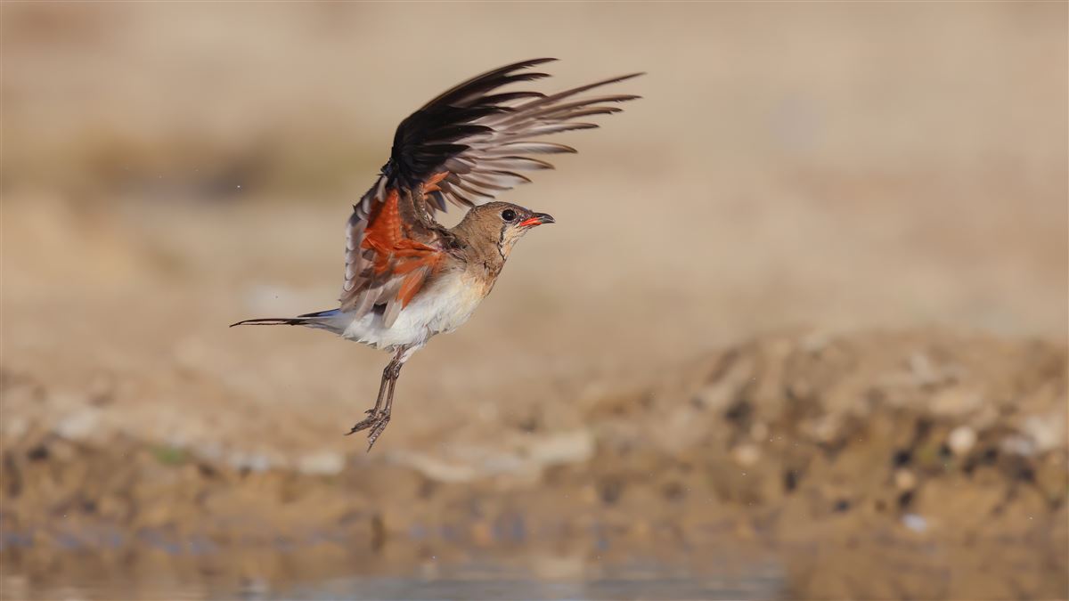 Collared Pratincole