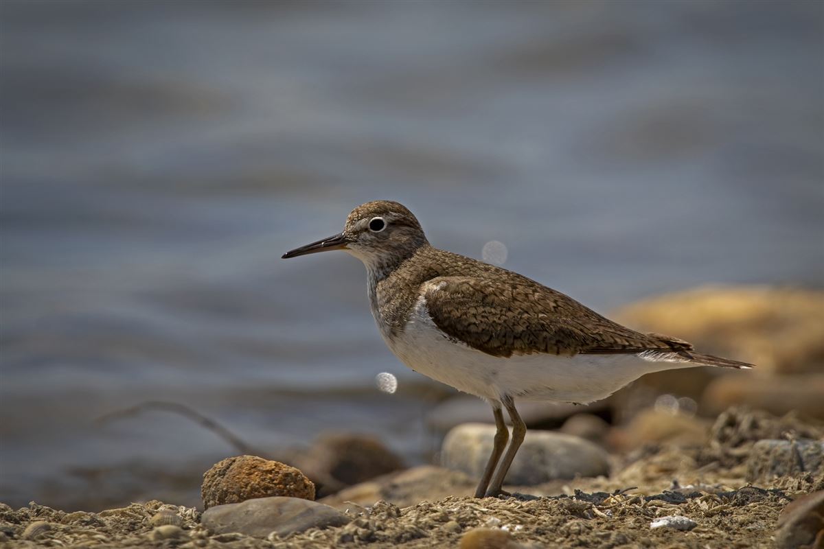 Common Sandpiper