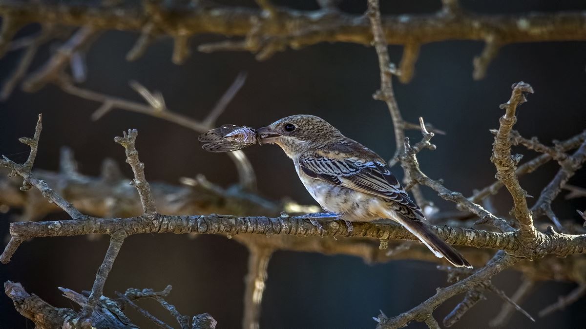 Woodchat Shrike