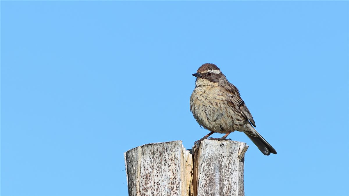 Radde`s Accentor