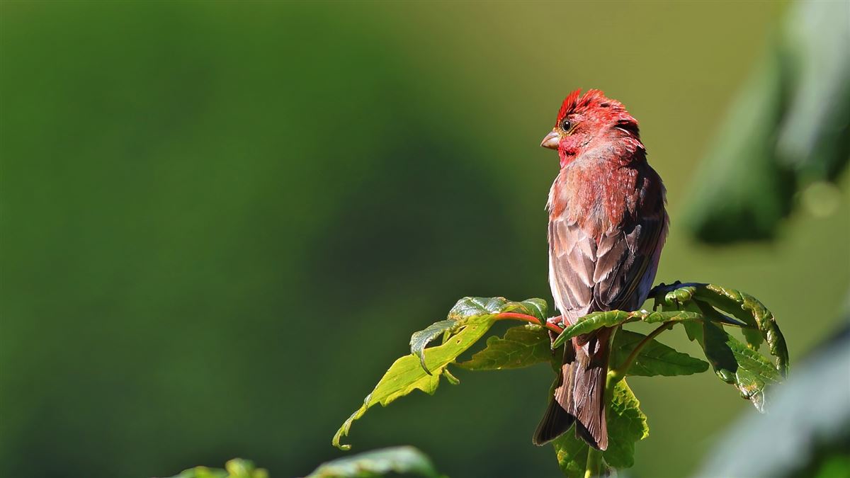Common Rosefinch