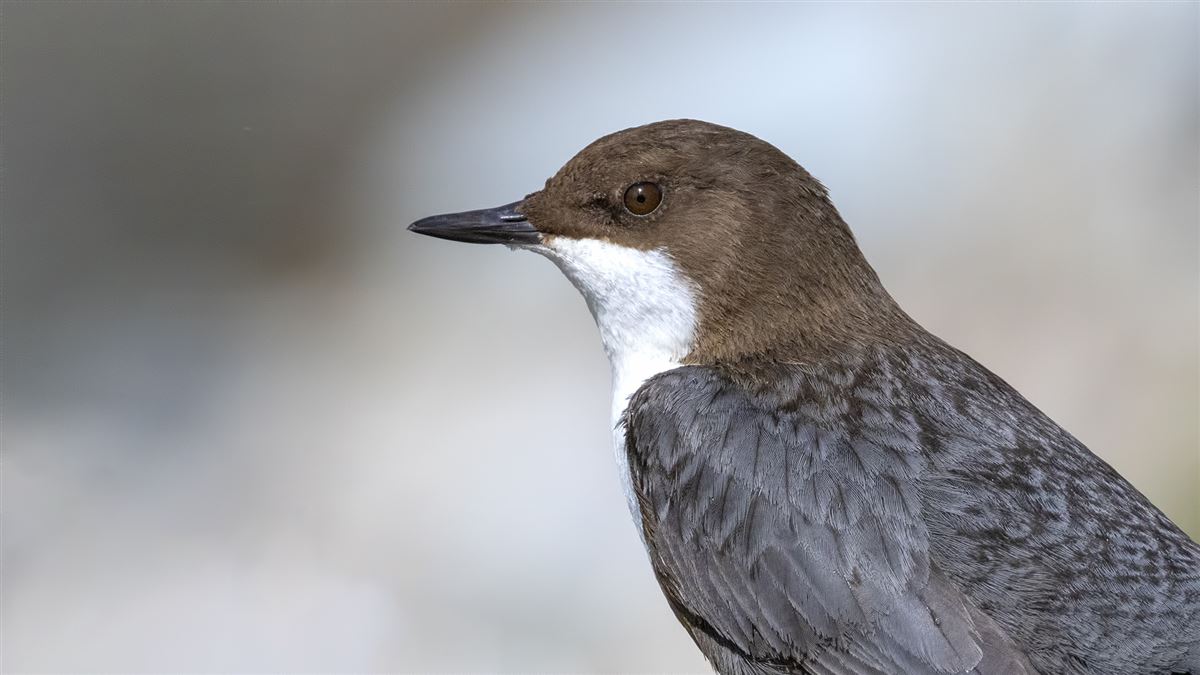 White-throated Dipper