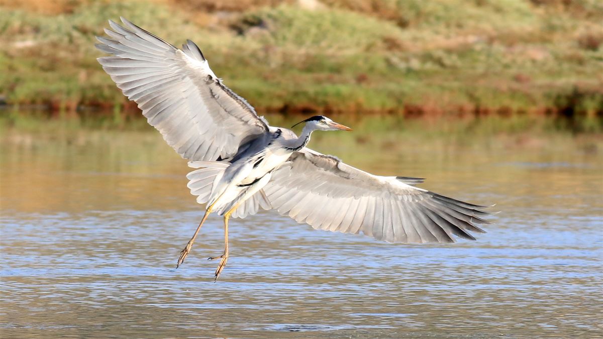 Grey Heron