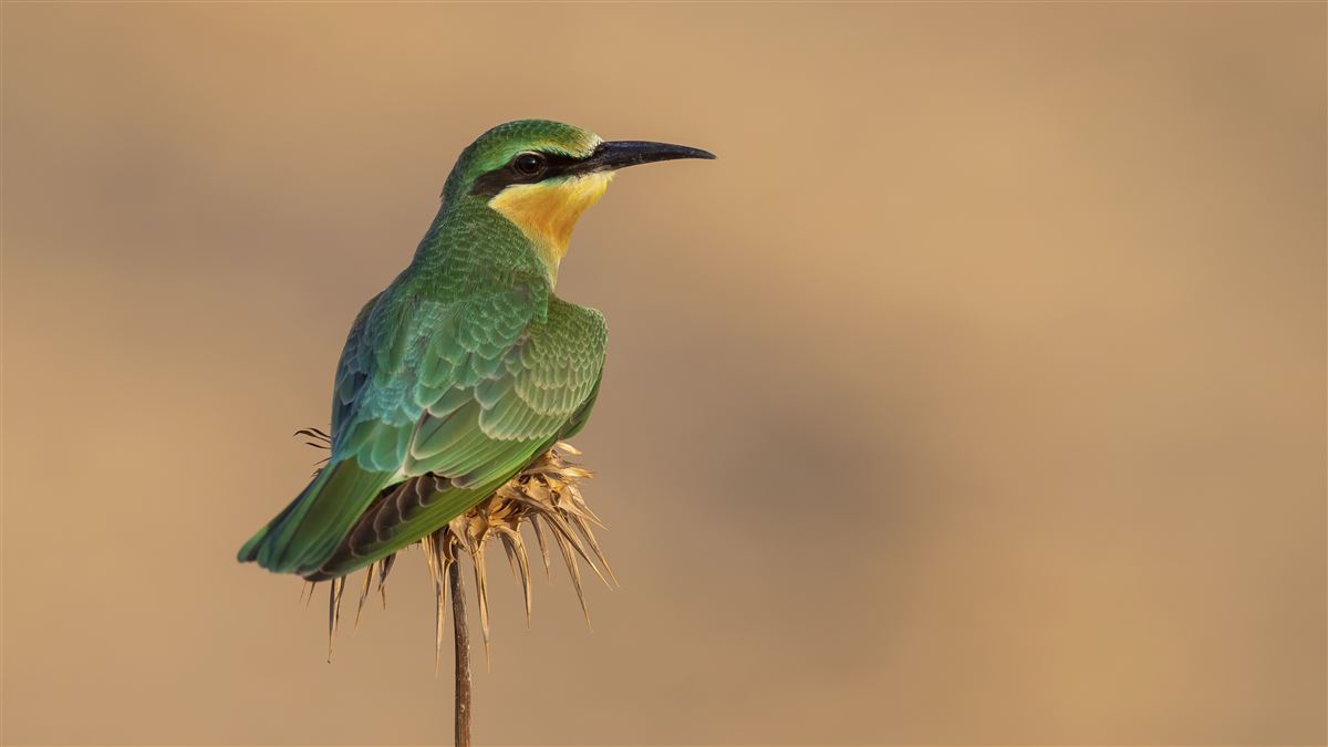 Blue-cheeked Bee-eater
