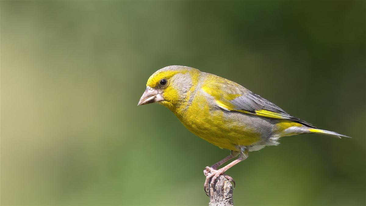 European Greenfinch
