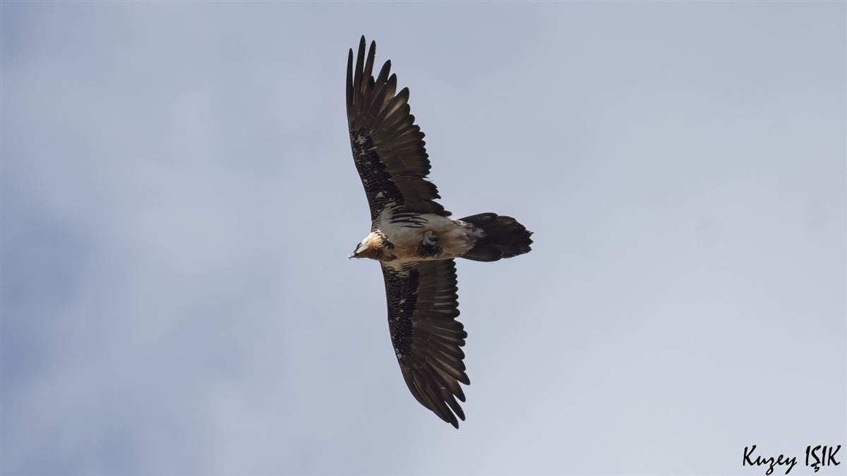 Bearded Vulture