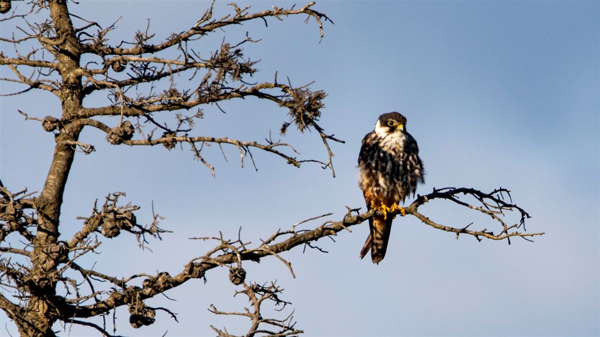 Eurasian Hobby