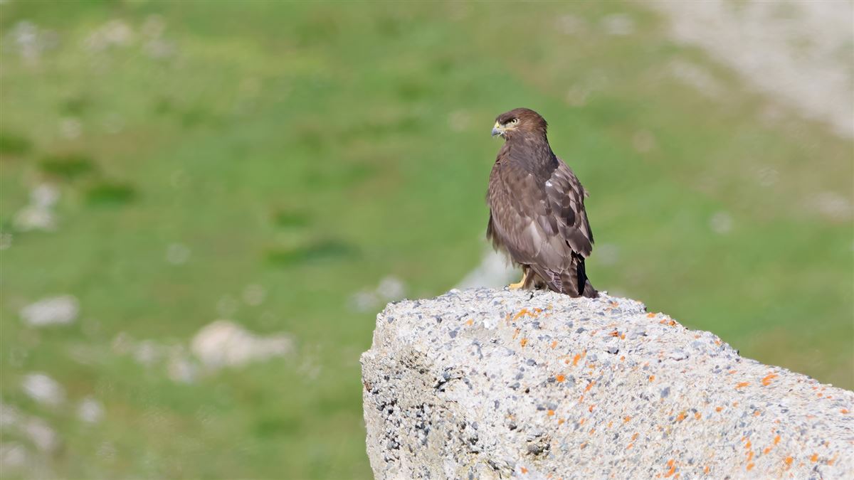 Common Buzzard