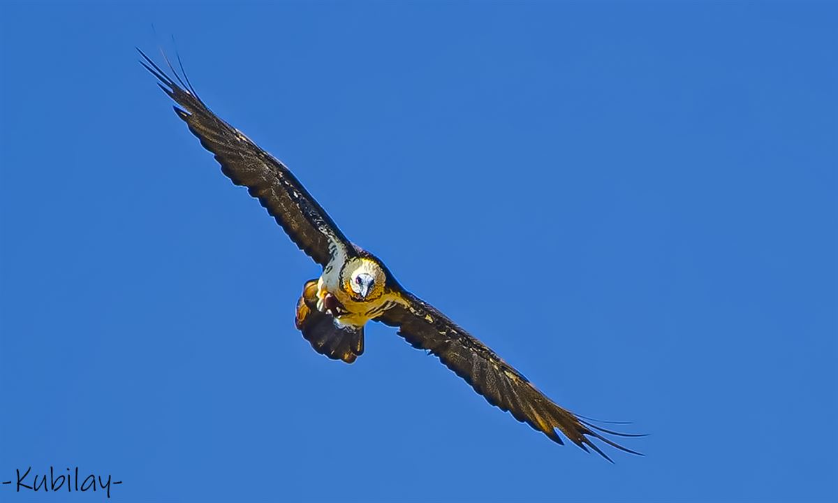 Bearded Vulture