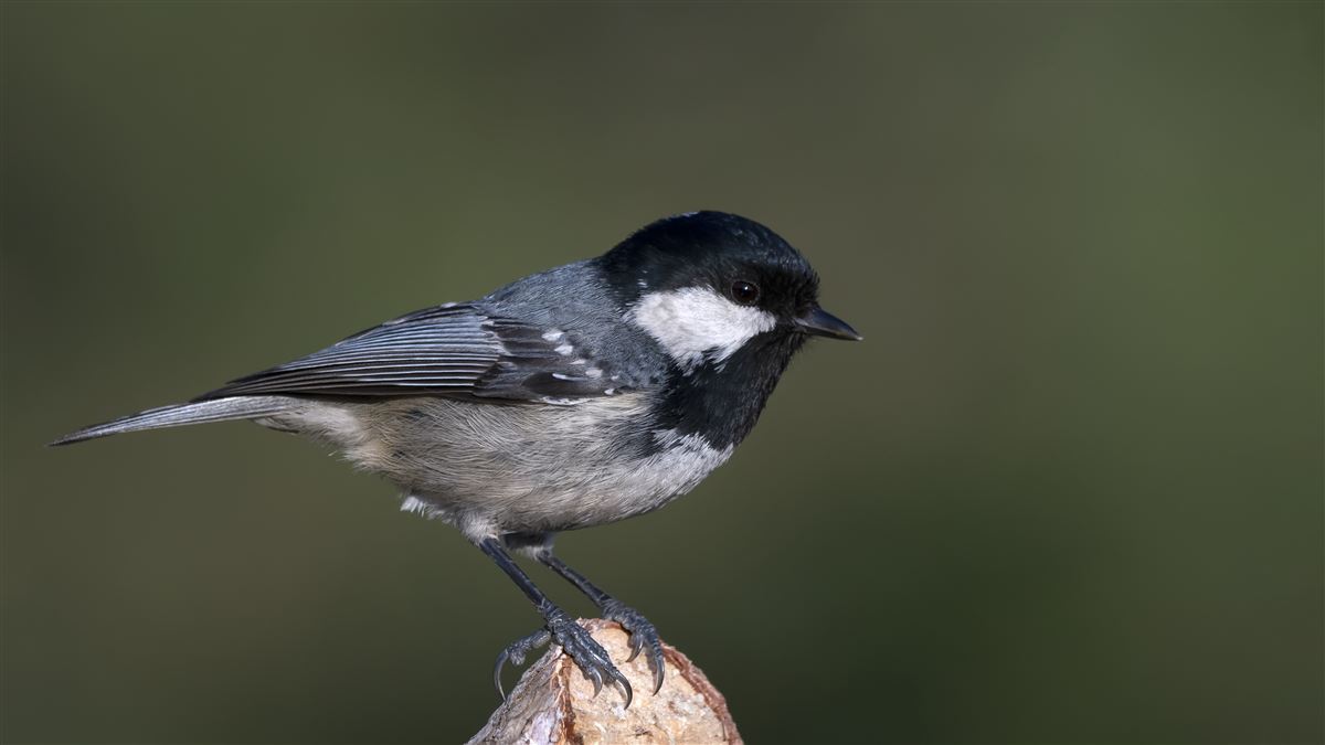 Coal Tit