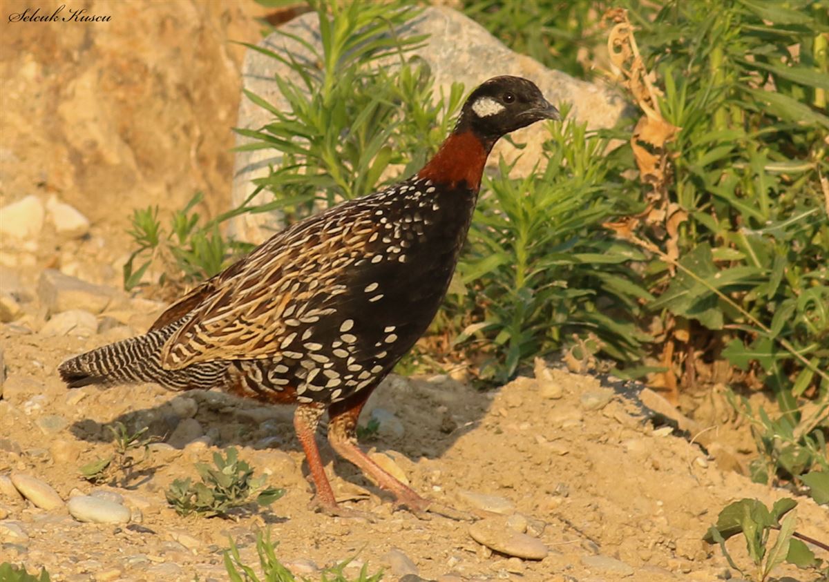Black Francolin